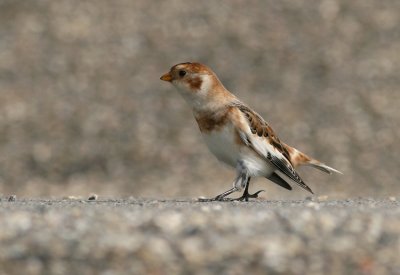 Sneeuwgors / Snow Bunting