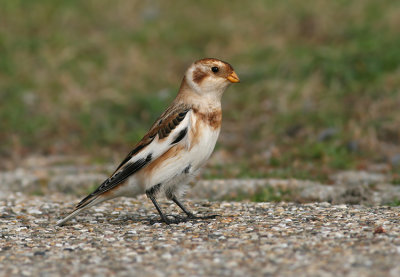 Sneeuwgors / Snow Bunting