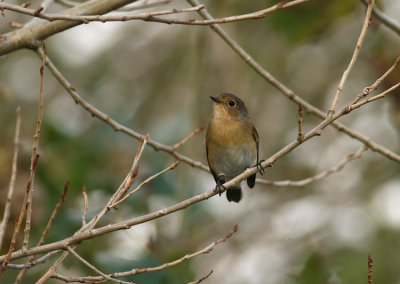 Kleine Vliegenvanger / Red-breasted Flycatcher