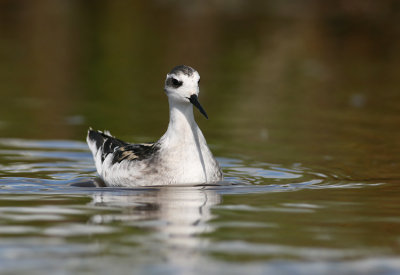 Grauwe Franjepoot / Red-necked Phalarope