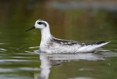 Grauwe Franjepoot / Red-necked Phalarope