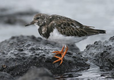 Steenloper / Turnstone