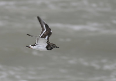 Steenloper / Turnstone