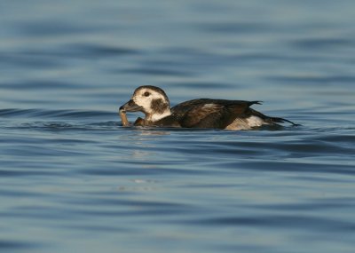 IJseend / Long-tailed Duck