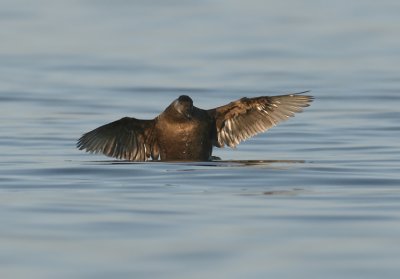 Zwarte Zee-eend / Black Scoter