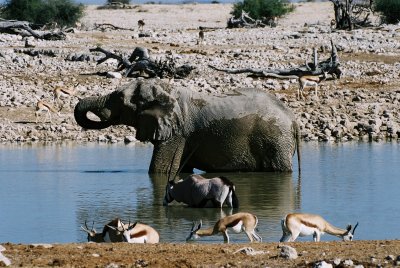 Okaukuejo Waterhole 2