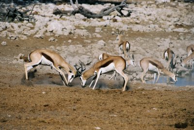 Springbuck battle