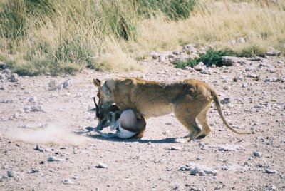 Lion Kill 2