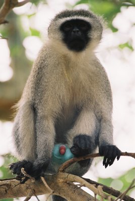 Vervet Monkey