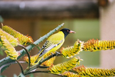 Black-headed Oriole