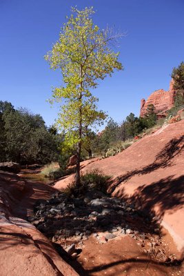 Lone Tree