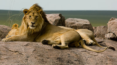 Lion on Kopie 181934_0591.jpg