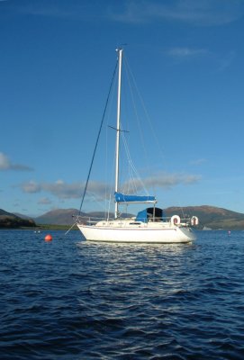 Cliona