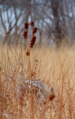 DSC_0447trj.jpg