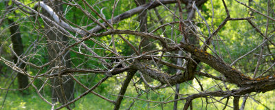 DSC_0823t3j.jpg