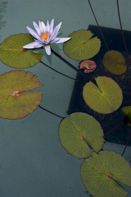 Water Lily, Herb Garden