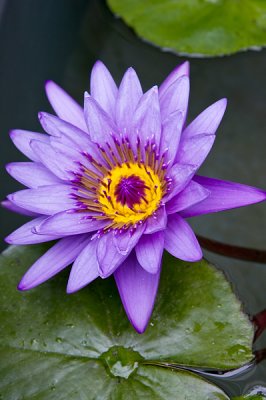 Water Lily Closeup