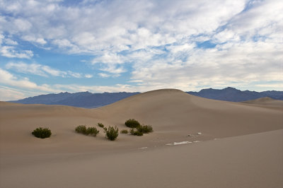 Dunes and Shrubs