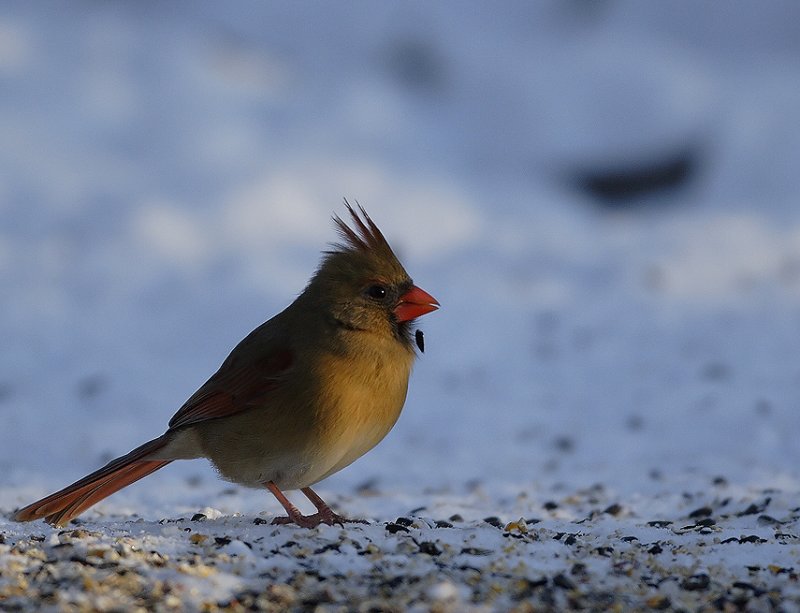 Ms Cardinal