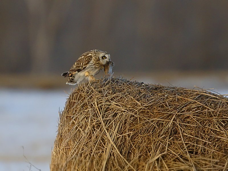 owl-with-mouse-on-hay-roll.jpg