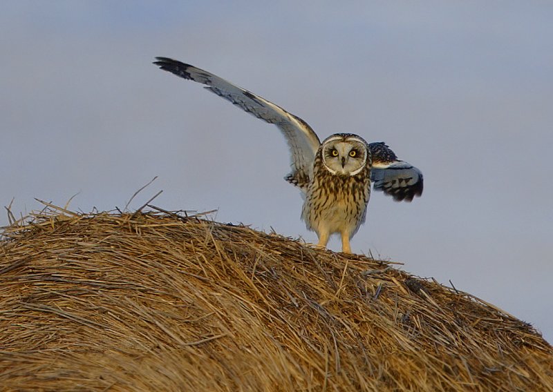 se-owl-on-hay-roll-waiving.jpg