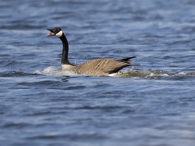 Goose mocking