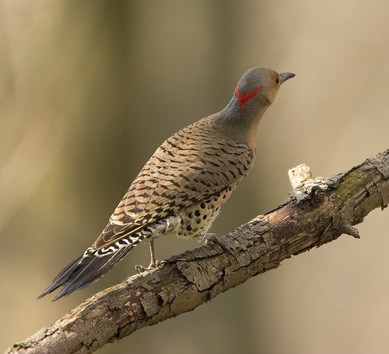 Northern Flicker