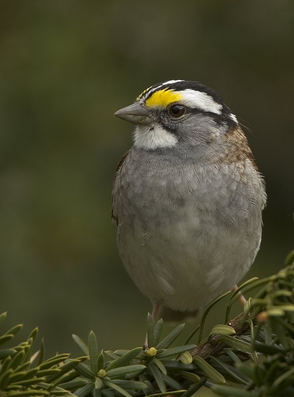 White-Throated Sparrow