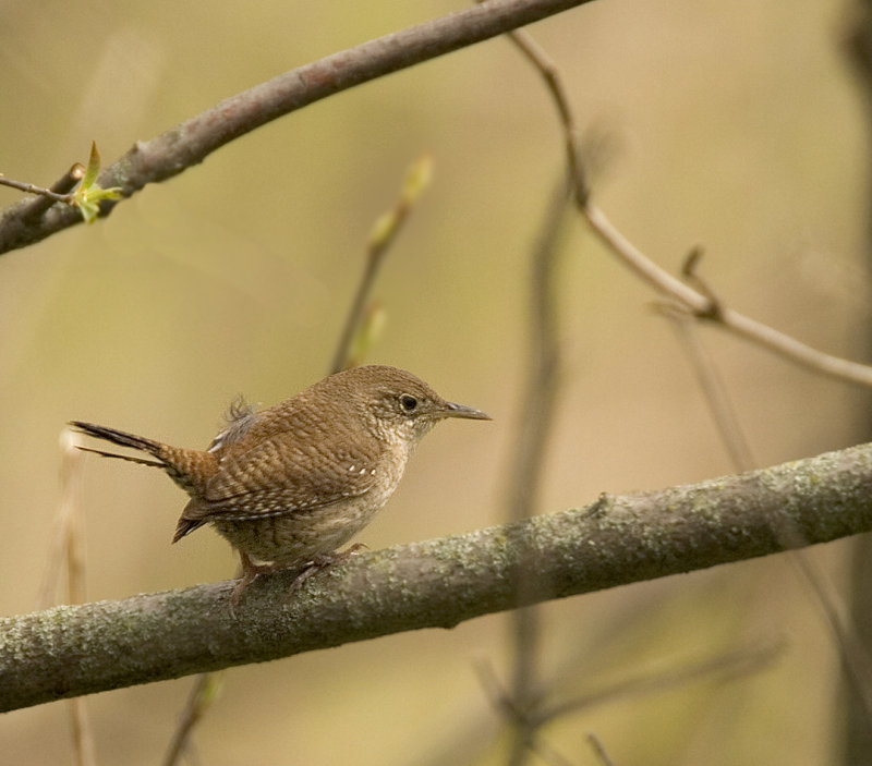 House Wren