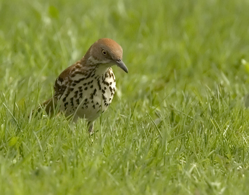 Brown Thrasher