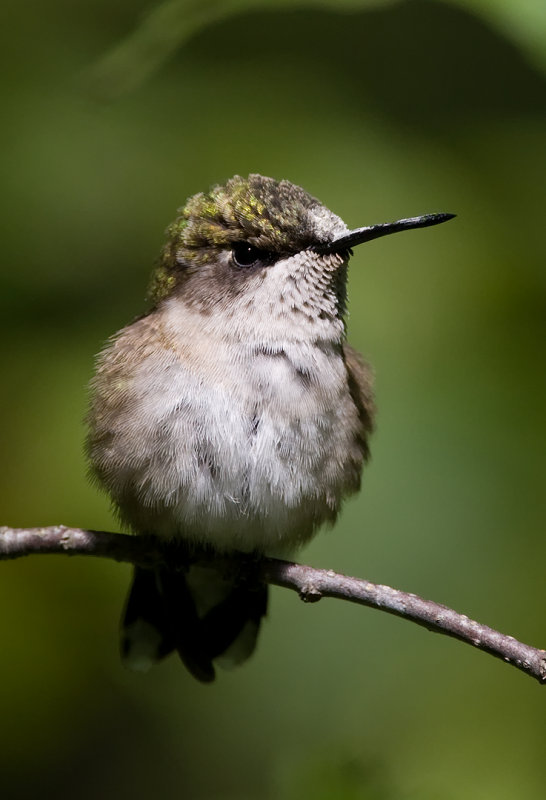Ruby-throated Hummingbird4.jpg