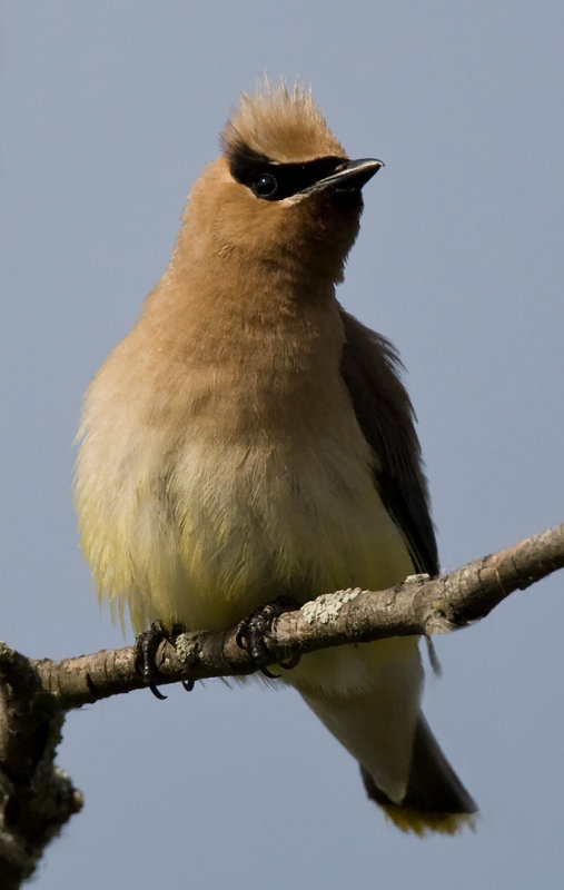 Cedar Waxwing