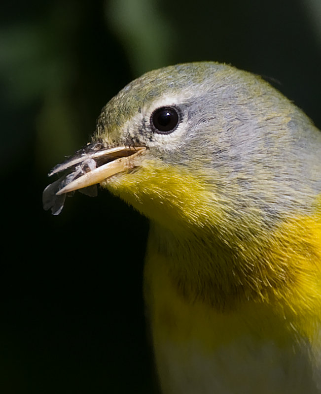 Northern Parula