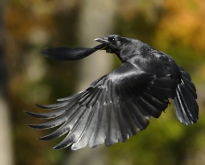 Crow Flight