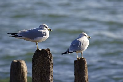 Obligitory Gulls on Pilings Shot