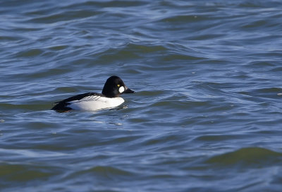 Mr. Common Goldeneye