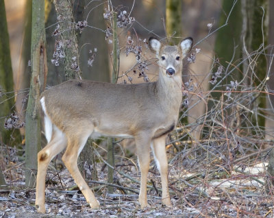 Yearling