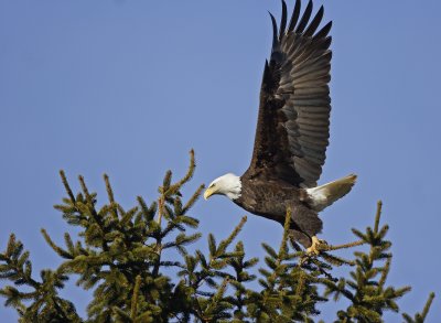 Eagle-on-Pine5.jpg