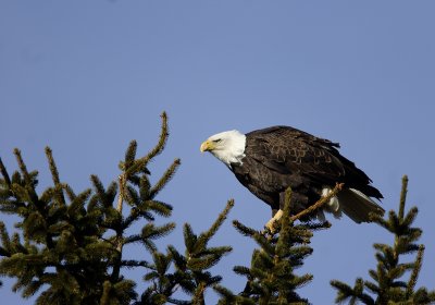 Eagle on Pine2.jpg