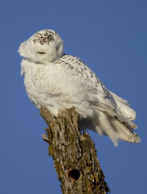 Snowy Preening