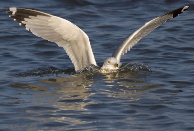 Sinking Gull