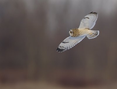 se-owl-flight6.jpg