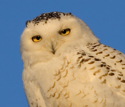 Snowy Owl at the Horicon Marsh