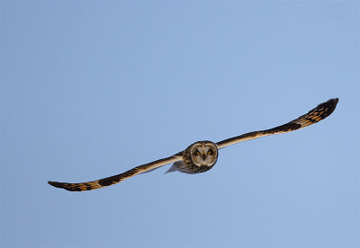 se-owl-flight-eye-contact.jpg