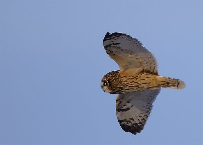 se-owl-flight4.jpg