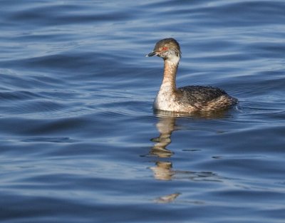 Female Horned Grebe