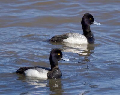 Lesser Scaup males