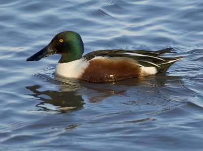 Northern Shoveler