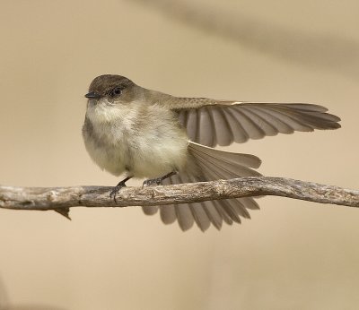 Eastern Phoebe 1