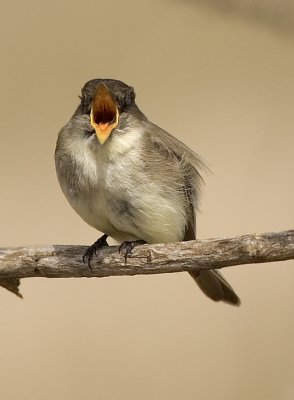 Eastern Phoebe 3